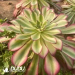 Aeonium Blue Bird Clustering
