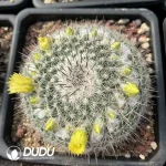 Mammillaria Linda