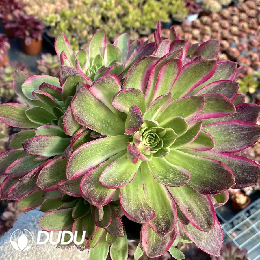 e201-419-1.webp Aeonium Aquaman Clustering - Image 1