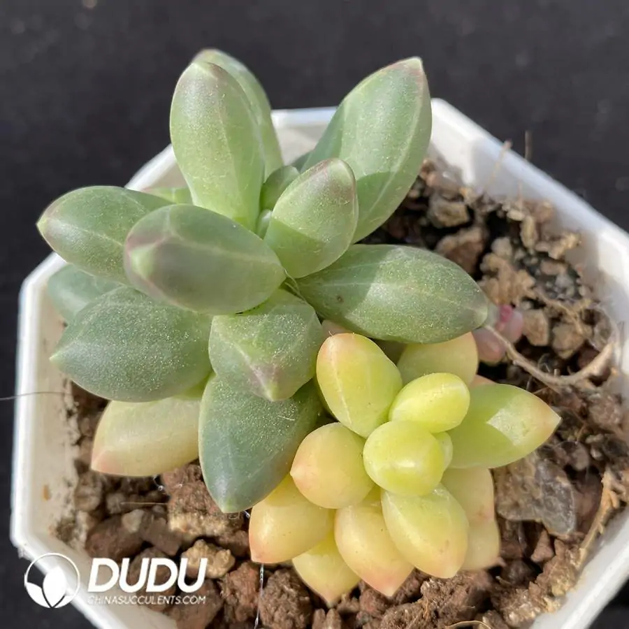 e201-419.webp Pachyphytum Chiyoda Variegated Double Head - Image 1