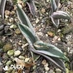 Agave titanota Juggernaut White Marginata Variegated