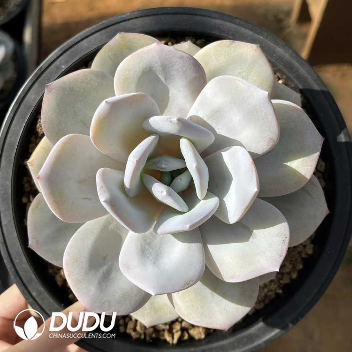 e201-42-2.jpg Echeveria Milk Tea - Image 1