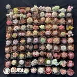 Echeveria Blind Box 100pcs