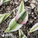 Agave titanota Magic Pill Variegated