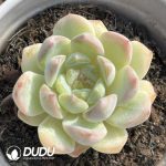 $2.43*24 Echeveria Snow Angel