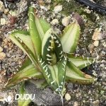 Agave Matador Variegated