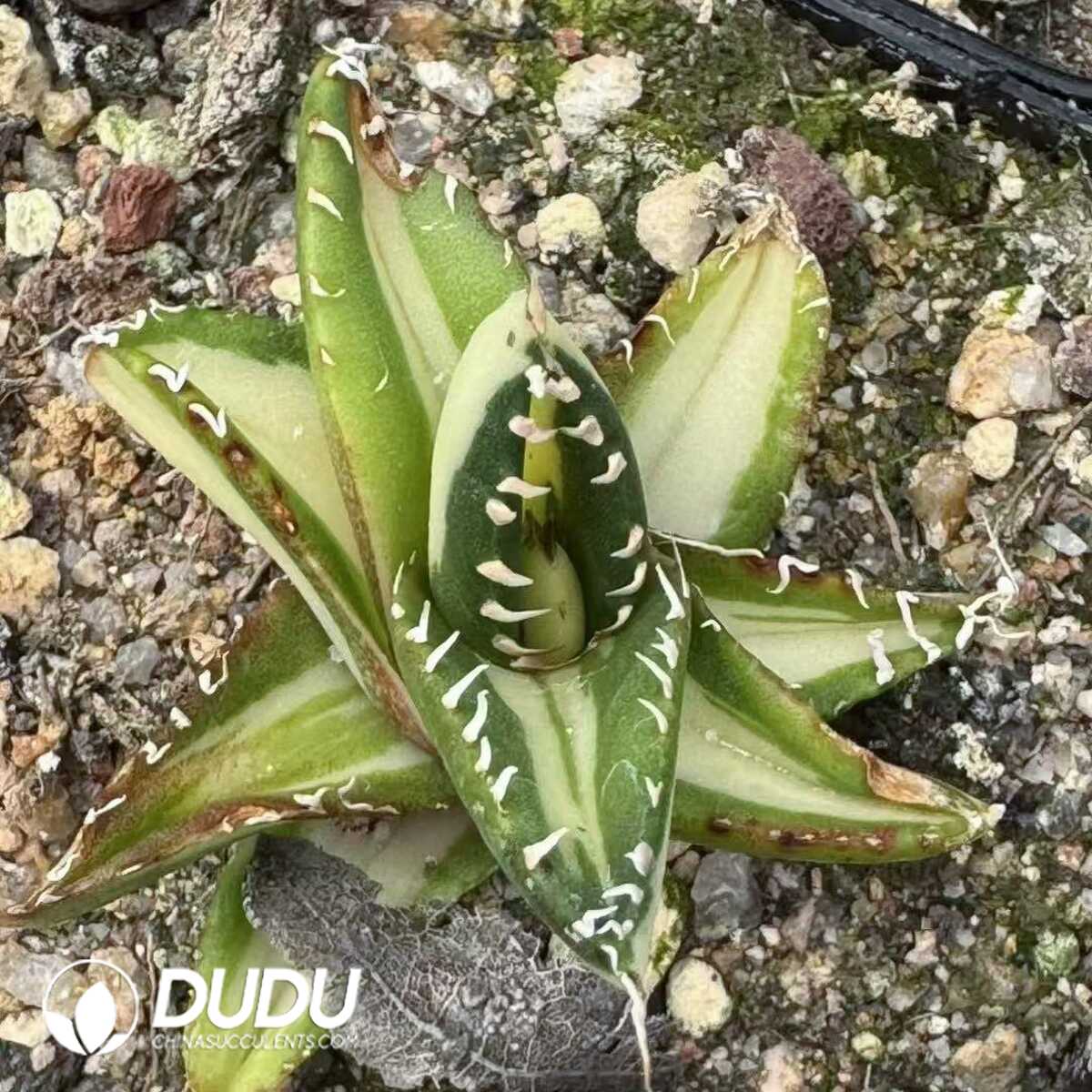e201-44-1.jpg Agave Matador Variegated - Image 1