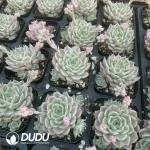 Echeveria Margrit Variegated