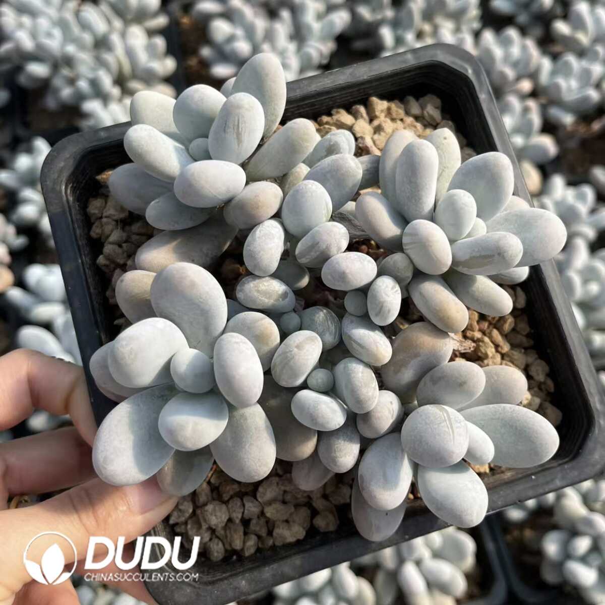 e201-44-2.jpg Pachyphytum Yanzi - Image 1