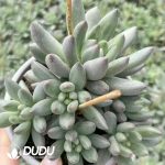 Cactus-Eriosyce Bulbocalyx without Root