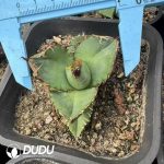 Agave titanota Blue Whale White Marginata Variegated