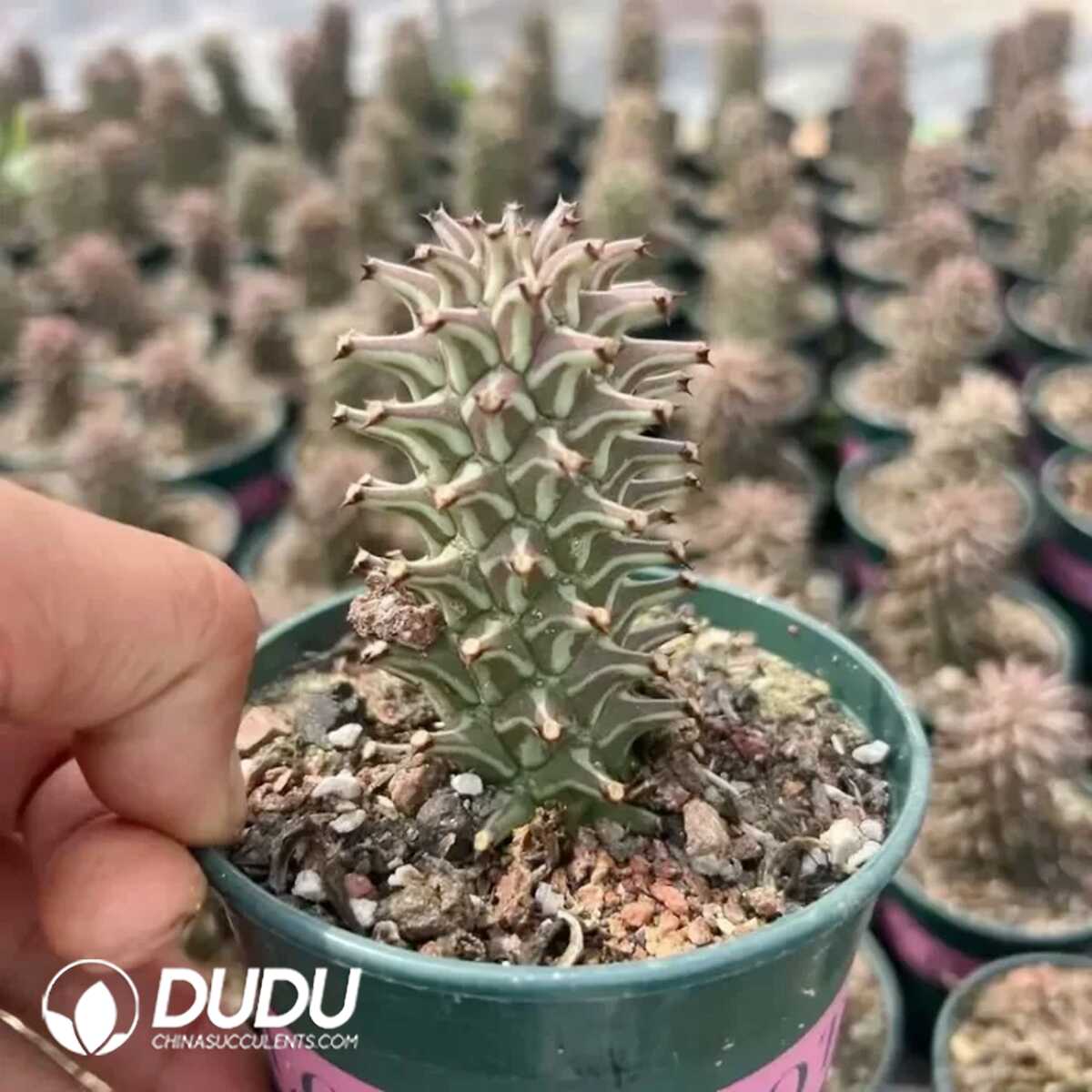 e201-46-2.jpg Euphorbiaceae-Monadenium guentheri - Image 1