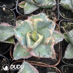 Agave Victoriae-reginae