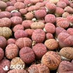 600-900pcs Lithops otzeniana Nel