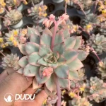 Echeveria Moon Godness Variegated