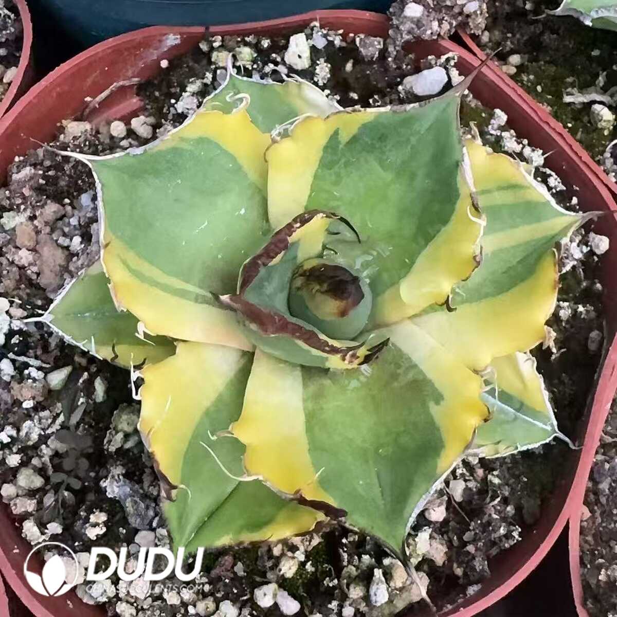 e201-49.jpg Agave Kissho Kan var. mediopicta - Image 1