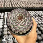 Presell-Echeveria Sunflower Collection (Pampering Edition)