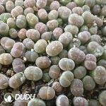600-900pcs Lithops Golf