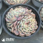 Echeveria Minima Variegated Double Head