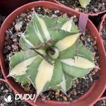 Agave titanota White Rhino