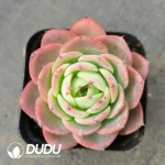 Presell-Echeveria Flowery