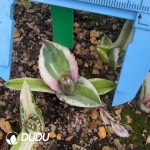 Agave Helios mediopicta alba