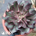 Echeveria Beef Roll