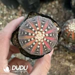 Gymnocalycium- Ragonesei(Chemical variegated)