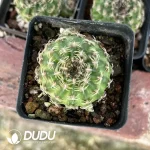 Presell-Lobivia Yangsheng