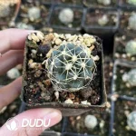 Presell-Coryphantha Elephantidens Lem