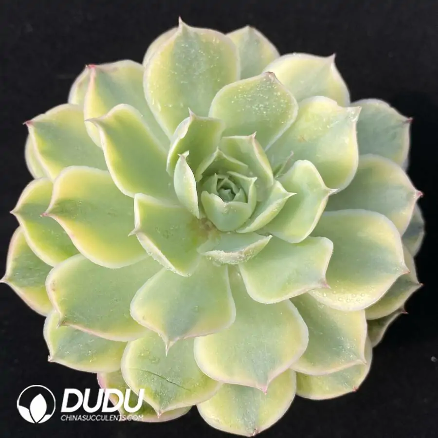 e201-54.webp Echeveria
simulans Ascension
Variegated - Image 1