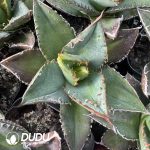 Agave Pearl mediopicta alba