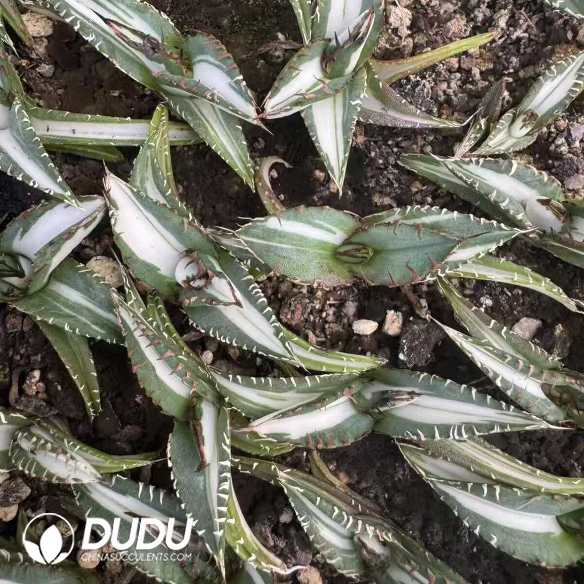 e201-57.jpg Agave Elf - Image 1