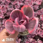 Echeveria Blue Rose Variegated