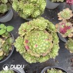Aeonium Zhifou Clustering