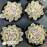 Echeveria Riviera/Echeveria Liberia Variegated