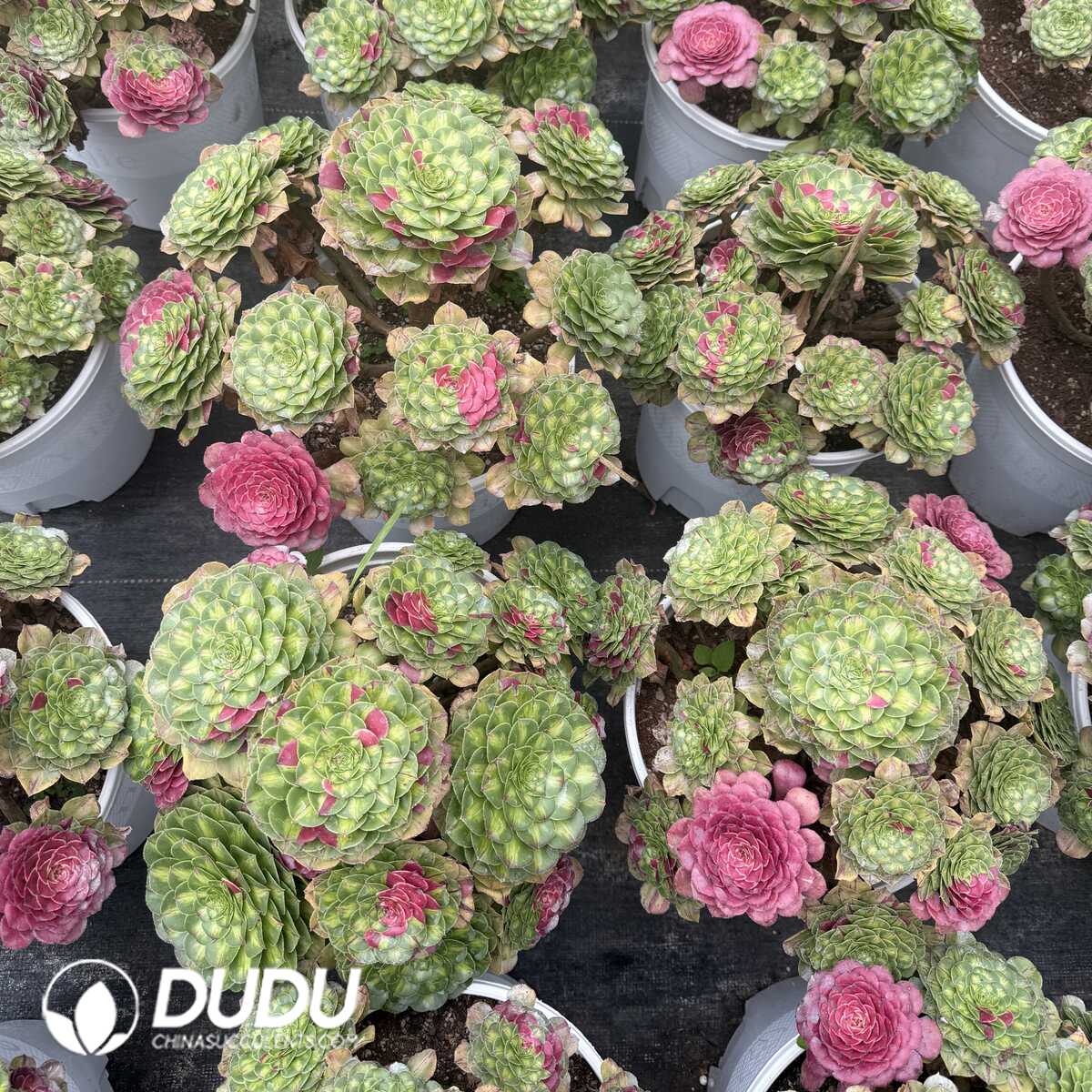 e201-62.jpg Agave Ji Ren Variagated - Image 1