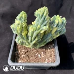 Cactus- Trichocereus Trichocereus Cristata Variegated