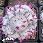 Mammillaria Huge humboldtii Ehrenb Clustering