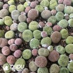 Cactus-Gymnocalycium spegazzinii