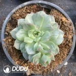 Echeveria Olivia Variegated