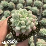 Echeveria Little Red Eggs Variegated