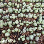 Conophytum Dragon Princess Clustering 4 Heads