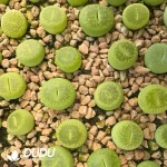 lithops Aucampaie Bellakitty
