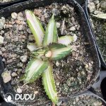 Agave White rhinoceros Variagated