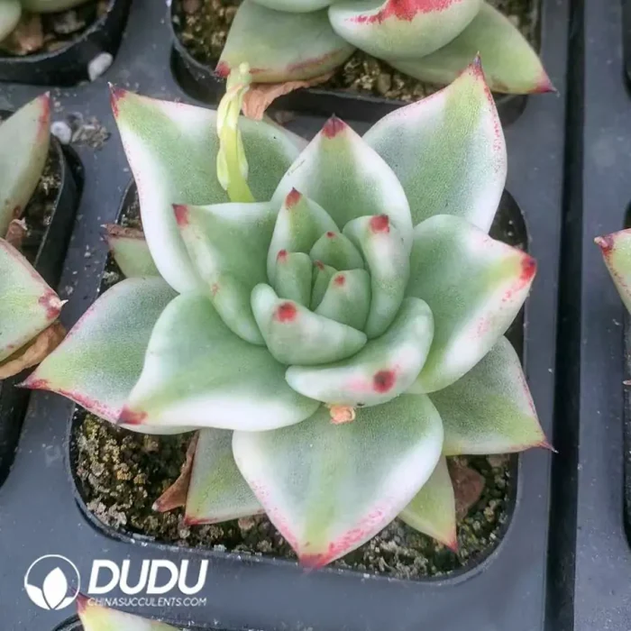 e201-8.webp Echeveria Aike Soul Varigated - Image 1