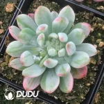 Echeveria Blue Apple Variegated
