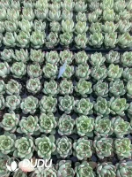 105Pcs/Tray Echeveria Tuscany Seedlings(Mix & Match 5+)