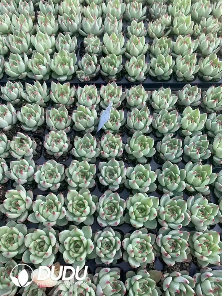 e201-821.webp 105Pcs/Tray Echeveria Tuscany Seedlings(Mix & Match 5+) - Image 1