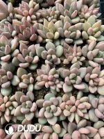 105Pcs/Tray Echeveria Peach Blossom Seedlings(Mix & Match 5+)